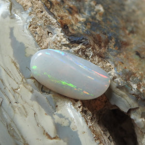 OPAL FOSSIL